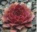 Sempervivum TINA