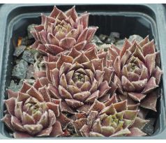 Sempervivum RACEY