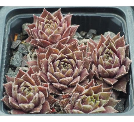 Sempervivum RACEY