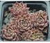 Sempervivum RACEY