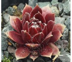 Sempervivum RED DELTA