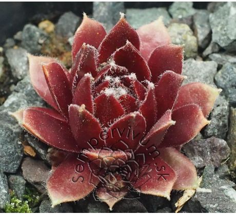 Sempervivum RED DELTA