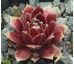 Sempervivum RED DELTA