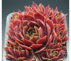 Sempervivum RED CHIEF
