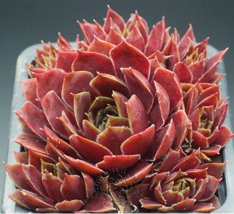 Sempervivum RED CHIEF