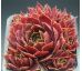 Sempervivum RED CHIEF