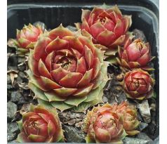 Sempervivum LITTLE PINK ROSEBUD
