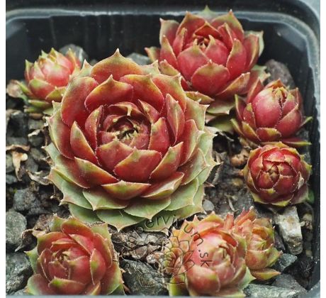 Sempervivum LITTLE PINK ROSEBUD