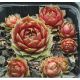 Sempervivum LITTLE PINK ROSEBUD