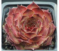 Sempervivum RHÖNSEE