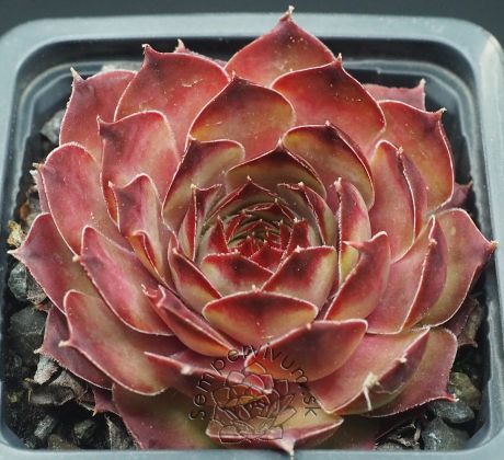 Sempervivum RHÖNSEE