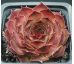 Sempervivum RHÖNSEE