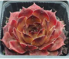 Sempervivum PURDY`S 70-40