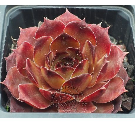 Sempervivum PURDY`S 70-40
