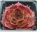 Sempervivum PURDY`S 70-40