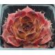 Sempervivum PURDY`S 70-40