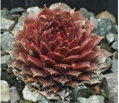Sempervivum PURPLE PASSION