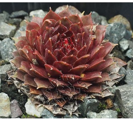 Sempervivum PURPLE PASSION