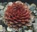 Sempervivum PURPLE PASSION
