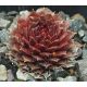 Sempervivum PURPLE PASSION