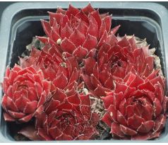 Sempervivum RED GHOST