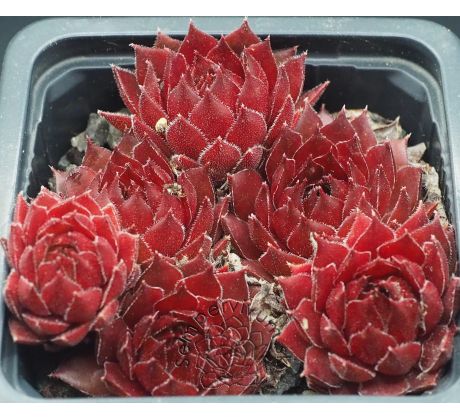 Sempervivum RED GHOST