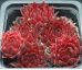 Sempervivum RED GHOST