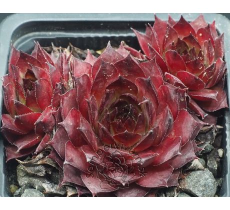 Sempervivum RED PURPLE