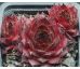 Sempervivum RED PURPLE