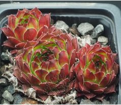 Sempervivum RHONE
