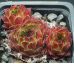 Sempervivum RHONE
