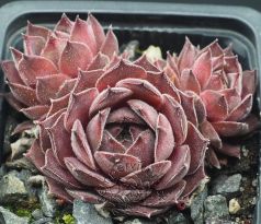 Sempervivum PURDY