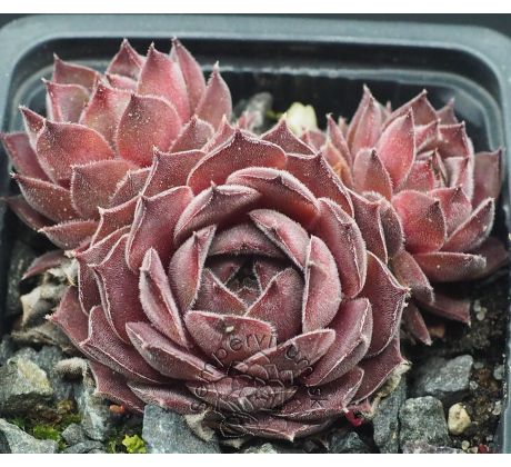 Sempervivum PURDY