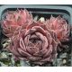 Sempervivum PURDY