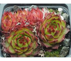 Sempervivum CARLO`S II