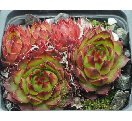 Sempervivum CARLO`S II
