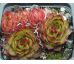 Sempervivum CARLO`S II