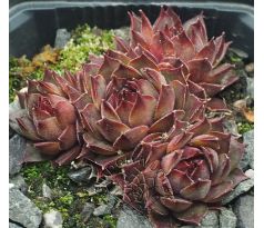 Sempervivum RAUHER KULM