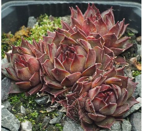 Sempervivum RAUHER KULM