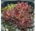 Sempervivum RAUHER KULM