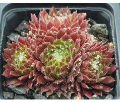 Sempervivum RED WINGS