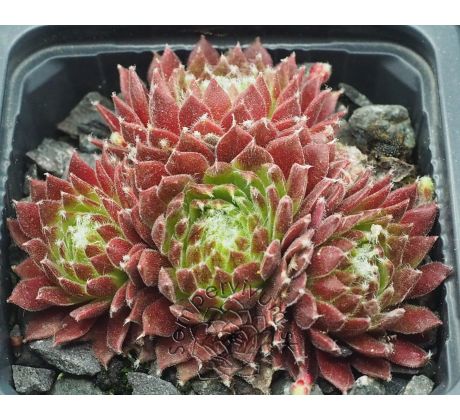 Sempervivum RED WINGS