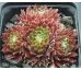 Sempervivum RED WINGS