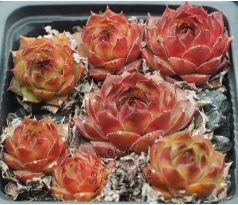 Sempervivum RADIANT