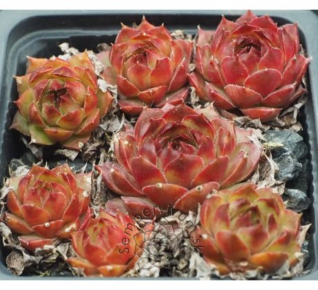 Sempervivum RADIANT