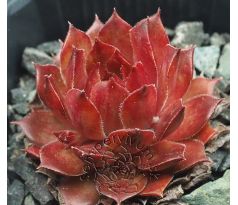 Sempervivum BOTTLE OF GRIOTTE