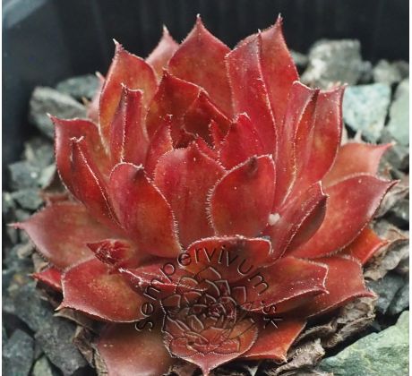 Sempervivum BOTTLE OF GRIOTTE
