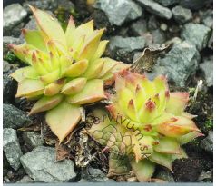 Sempervivum RED LACE