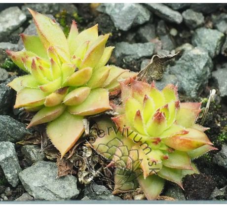 Sempervivum RED LACE