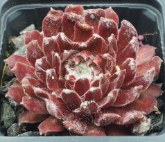 Sempervivum RED SPIDERMAN